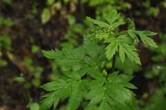 Selinum physospermifolium