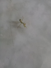 Stagmatoptera femoralis