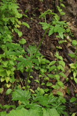 Selinum physospermifolium