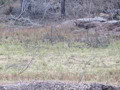 Sagittaria chapmanii
