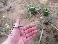 Sagittaria chapmanii