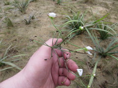Sagittaria chapmanii