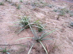 Sagittaria chapmanii