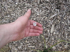 Sagittaria chapmanii