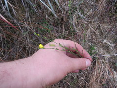 Linum floridanum