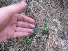Linum floridanum
