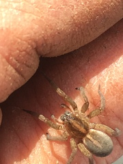 Trochosa terricola