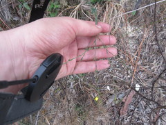 Linum floridanum