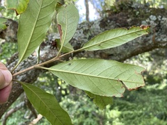 Nestegis cunninghamii