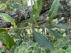 Nestegis cunninghamii