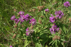 Centaurea phrygia pseudophrygia