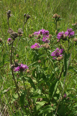 Centaurea phrygia pseudophrygia