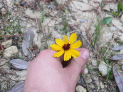Coreopsis linifolia
