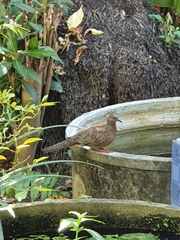 Streptopelia chinensis
