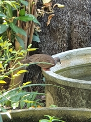 Streptopelia chinensis