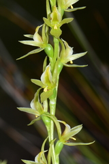 Prasophyllum pyriforme