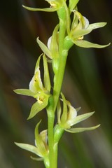 Prasophyllum pyriforme