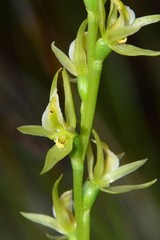 Prasophyllum pyriforme