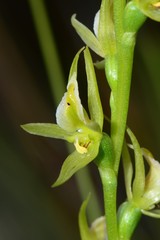 Prasophyllum pyriforme