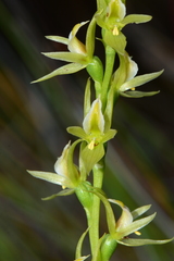 Prasophyllum pyriforme