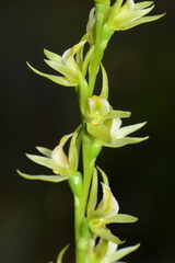 Prasophyllum pyriforme