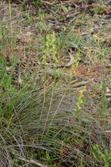Prasophyllum pyriforme