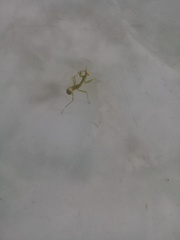 Stagmatoptera femoralis