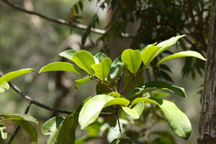 Flindersia bennettii