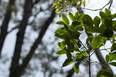 Flindersia bennettii