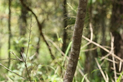 Flindersia bennettii