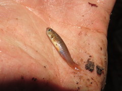 Fundulus cingulatus