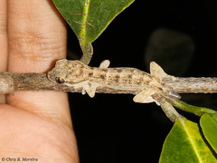 Phyllodactylus reissii