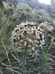 Asclepias crispa