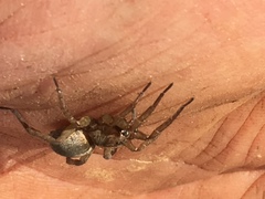 Trochosa terricola