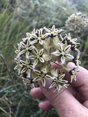 Asclepias crispa