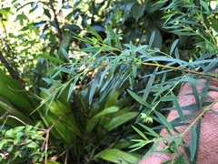 Pimelea neoanglica