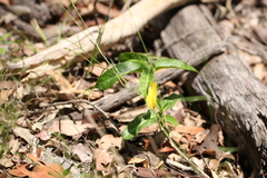 Leichhardtia lloydii