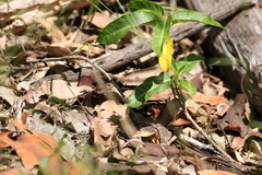Leichhardtia lloydii