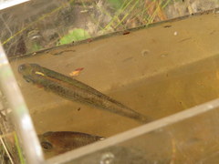 Fundulus lineolatus