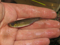 Fundulus lineolatus