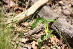 Leichhardtia lloydii