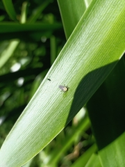 Illeis galbula