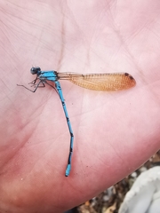 Argia westfalli