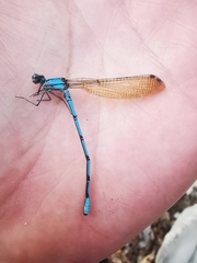 Argia westfalli