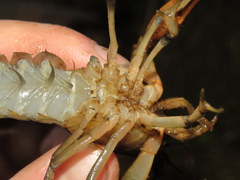 Procambarus leonensis