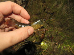 Procambarus leonensis