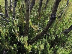Melaleuca pityoides
