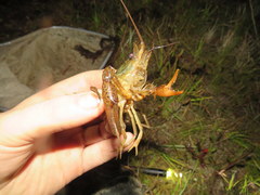 Procambarus leonensis
