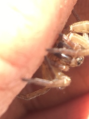 Trochosa terricola