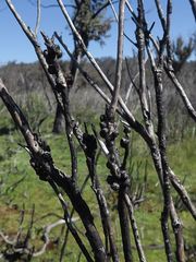 Melaleuca pityoides